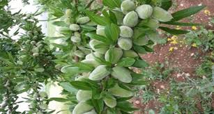تصویر 2 از خرید ویژه بادام شاهرودی با پوست  + قیمت استثنایی